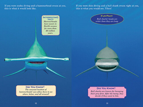 Who Would Win?: Hammerhead vs. Bull Shark