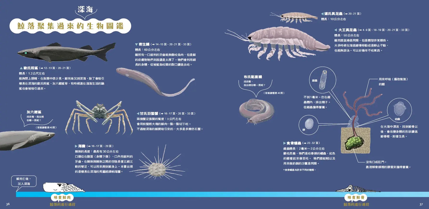 一頭鯨死了以後：鯨落