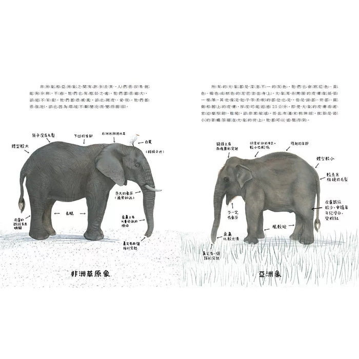 【SDGs繪本】具有高度智商和絕佳記憶力的動物：大象