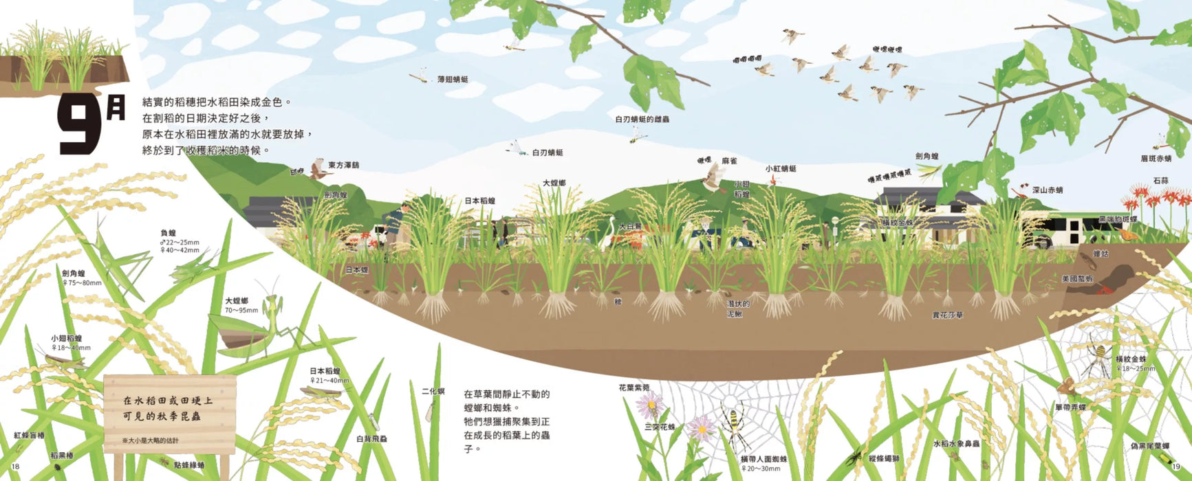 里山的一年繪本1：水稻田的一年（SDGs閱讀書房）
