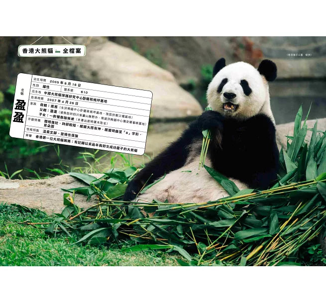 「竹」夢香港——大熊貓與香港的故事
